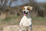 JACK RUSSEL 005